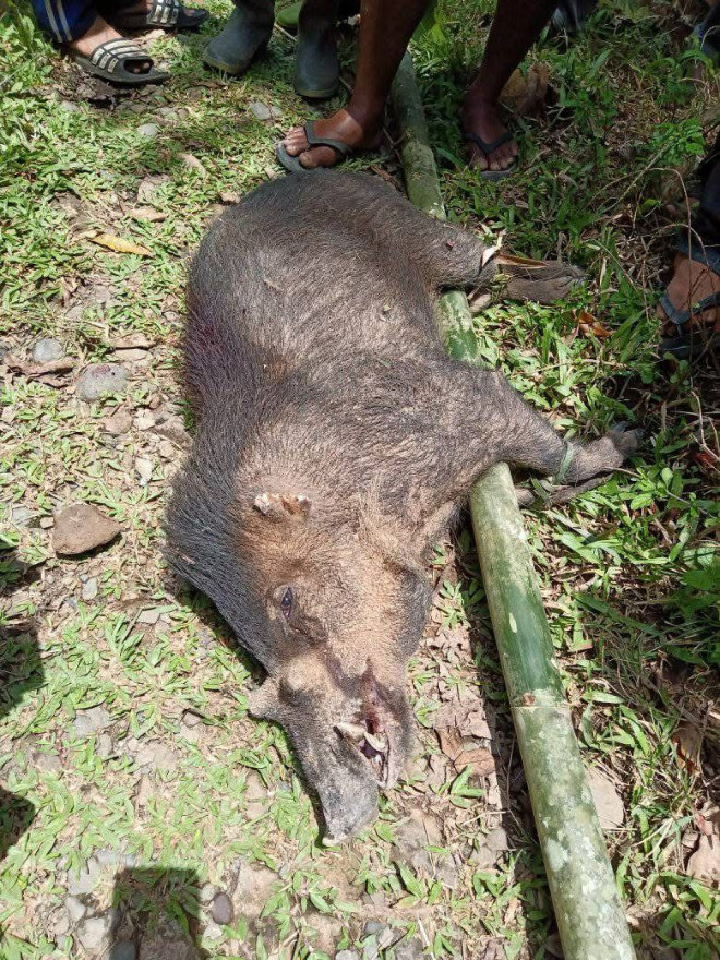 Meresahkan Petani, Warga Gencarkan Perburuan Hama Babi
